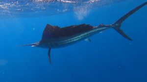 Eclipse Fishing Charters winning the 2022 Spice Isle Billfish Tournament